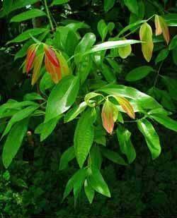 Cinamomum Verum Tree Arbol de la canela
